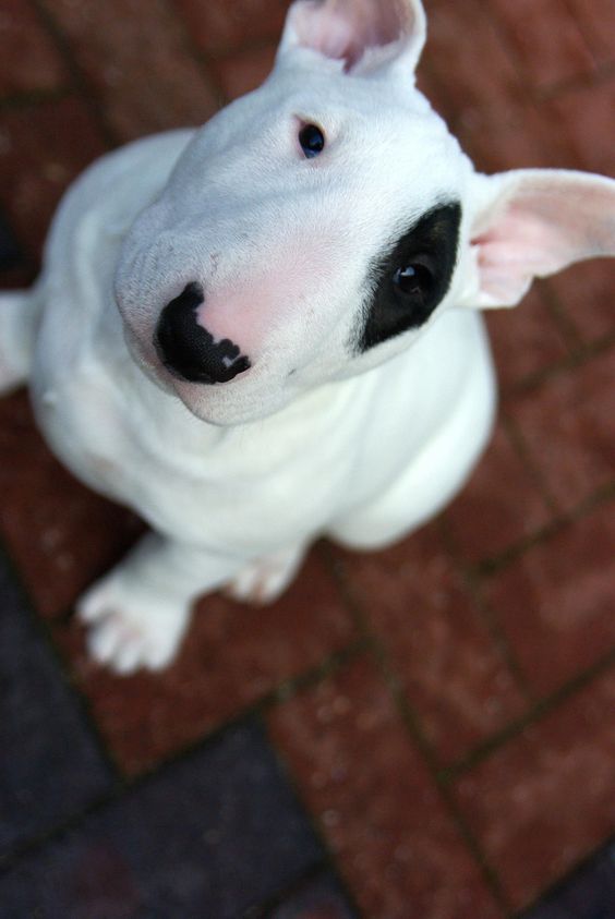 Bull Terrier dog sitting on the floor with its begging face