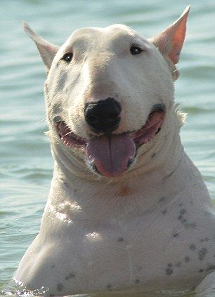 smiling Bull Terrier in the water