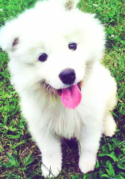 Samoyed puppy sitting in the green grass