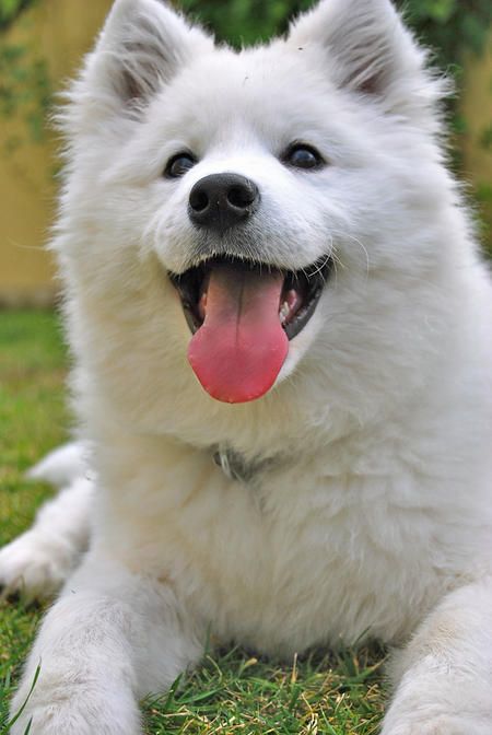 smiling Samoyed Dog with its tongue sticking out while lying on a green grass