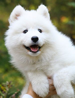 holding up a smiling Samoyed Dog