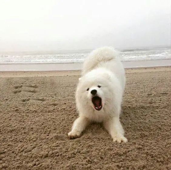 yawning while stretching Samoyed Dog at the beach
