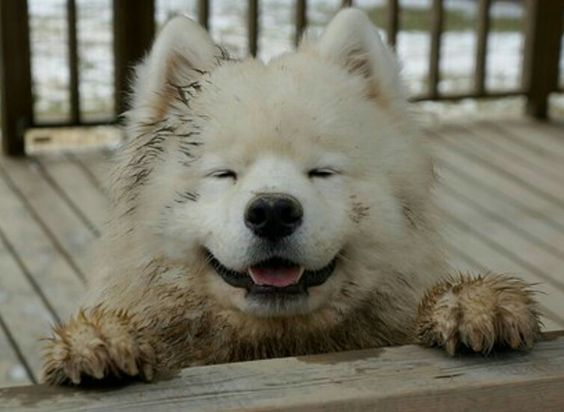 smiling dirty Samoyed Dog