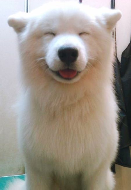 smiling with no eyes Samoyed Dog