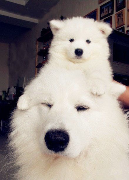 Samoyed puppy on top of an adult Samoyed