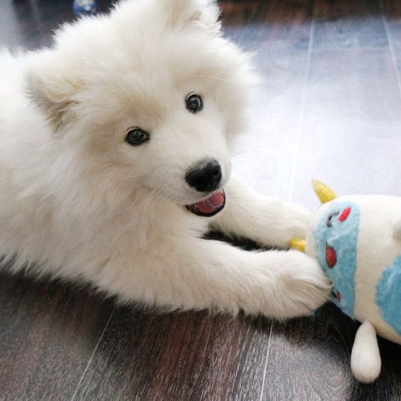 smiling Samoyed Dog on the floor playing with its toy