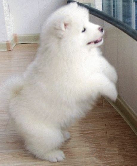 cute jumping Samoyed Dog