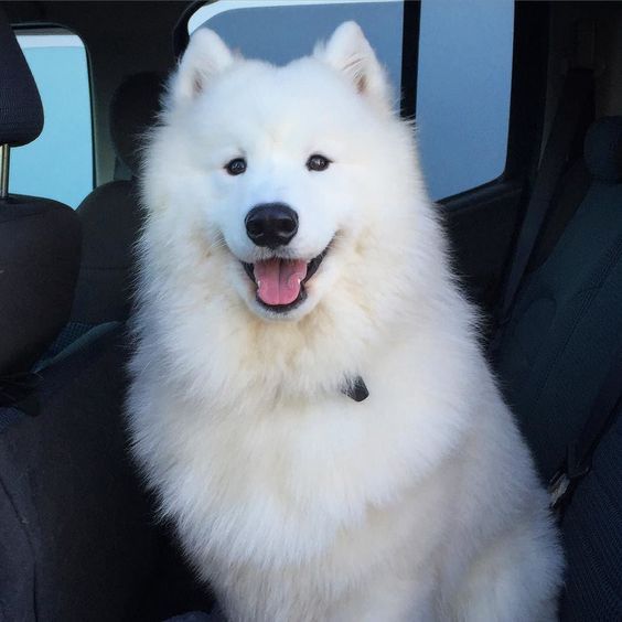 smiling Samoyed Dog inside the car