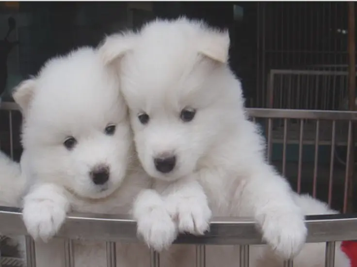 two Samoyed puppies inside behind a stainless fence