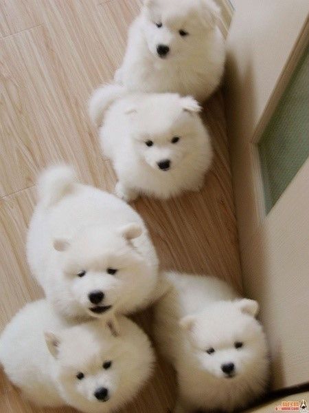 Samoyed puppies on the floor