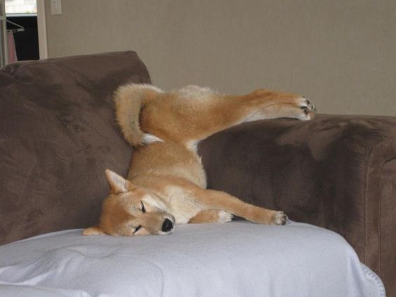 Shiba Inu upside down sleeping on the couch
