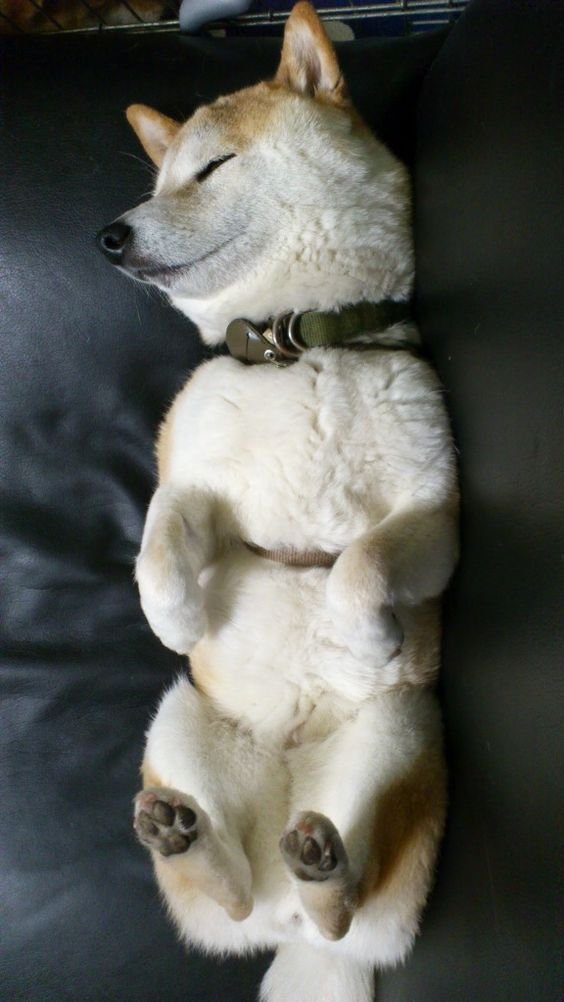 adorable Shiba Inu puppy on the couch sleeping on its back