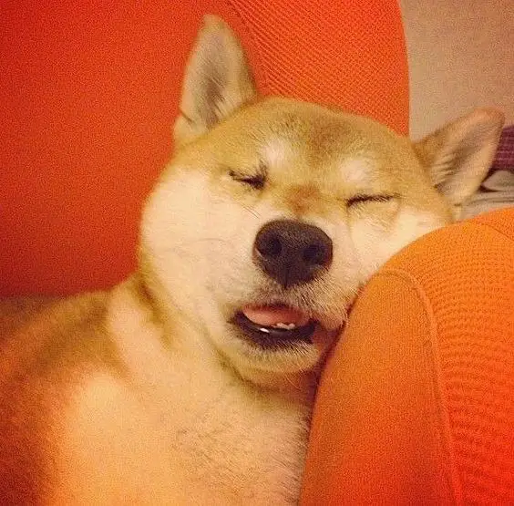 Shiba Inu on the couch sleeping with its mouth slightly open