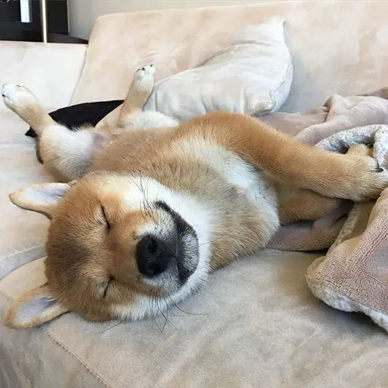 Shiba Inu on the couch sleeping while smiling