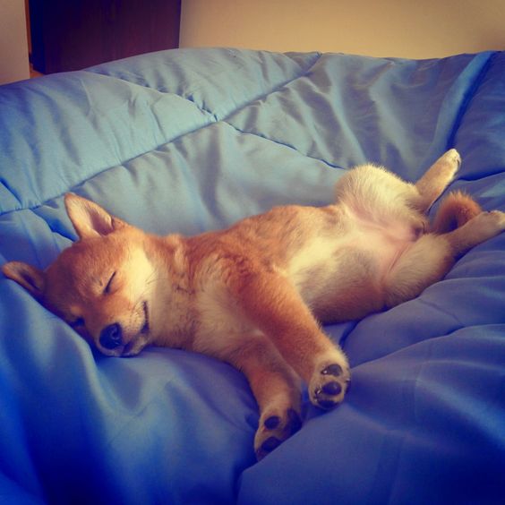 Shiba Inu puppy sleeping on the bed