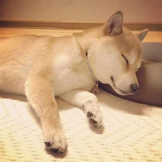 Shiba Inu lying on its side sleeping on the floor