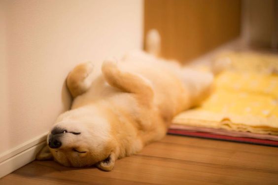 Shiba Inu lying on its back sleeping on the floor