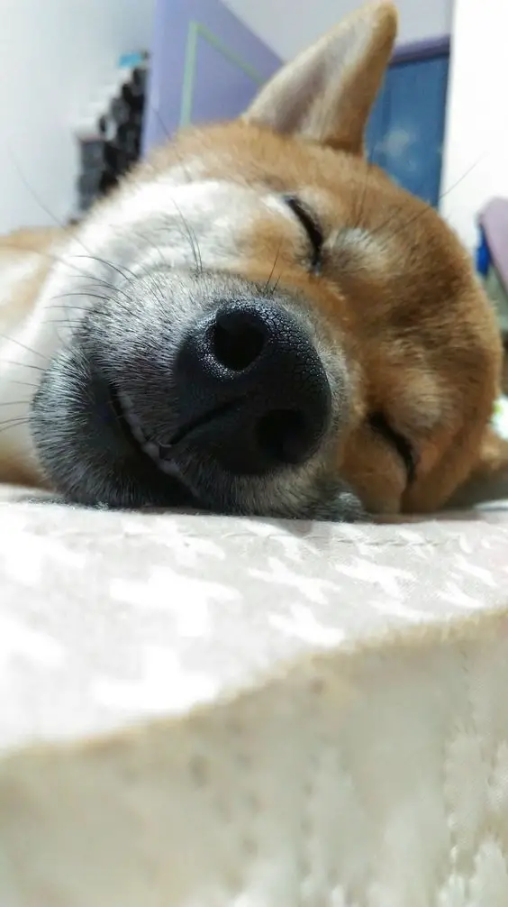Shiba Inu close up picture of its face soundly sleeping