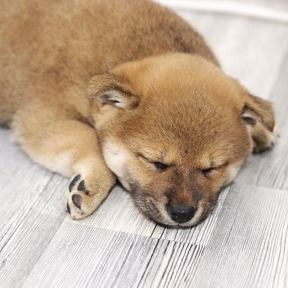 Shiba Inu puppy sleeping on the floor