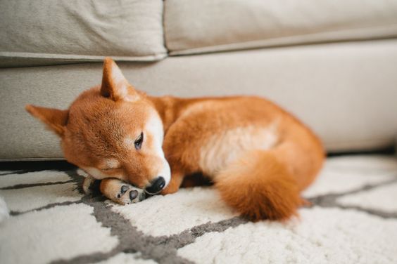 Shiba Inu puppy curled up sleeping on the carpet