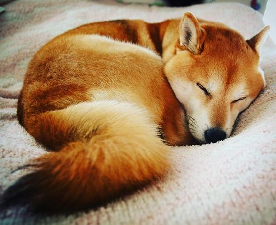 Shiba Inu curled up sleeping on the bed