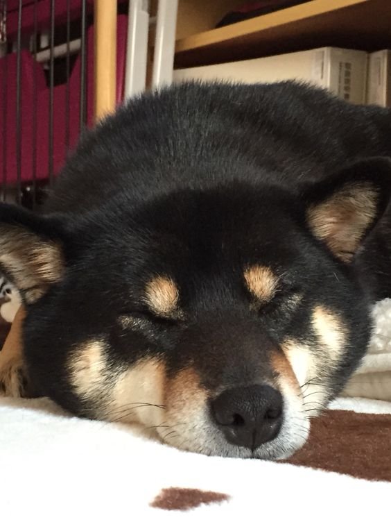 black and brown Shiba Inu soundly sleeping