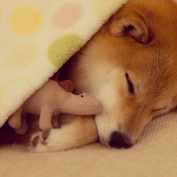 Shiba Inu snuggled up in blanket sleeping with a toy