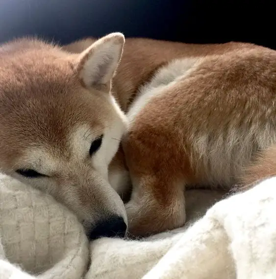 Shiba Inu curled up sleeping on the couch