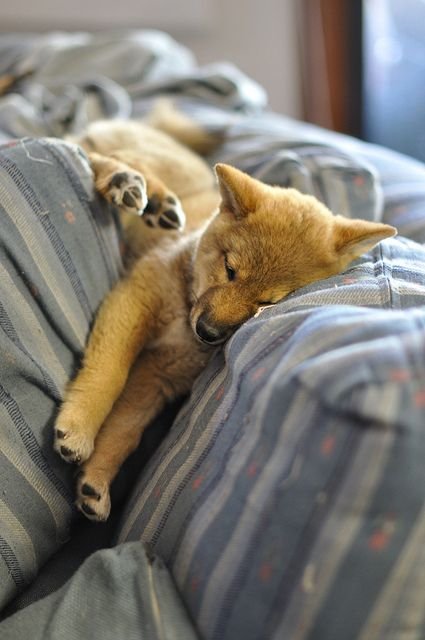 Shiba Inu sleeping soundly on the bed