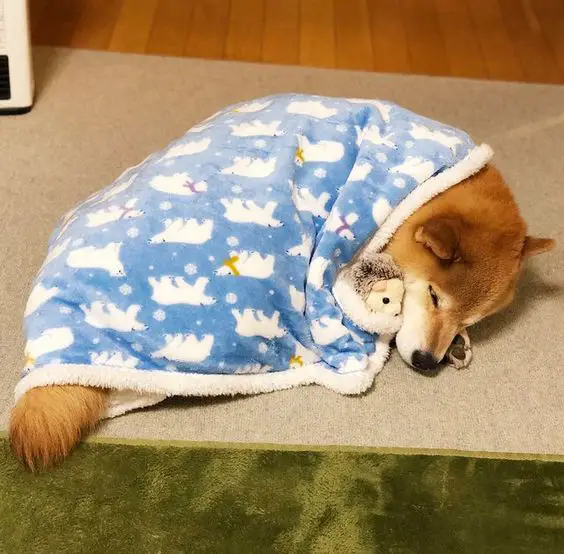 Shiba Inu curled up while wrapped in blanker sleeping on the floor with its toy