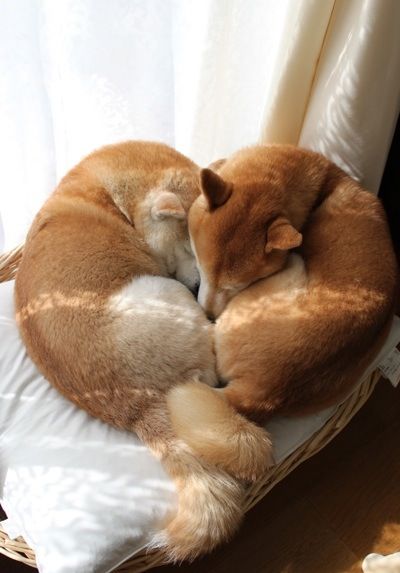 two Shiba Inus curled up sleeping together by the window in their bed