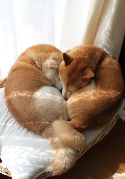 two Shiba Inus curled up sleeping together by the window in their bed