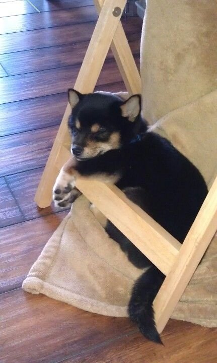 Shiba Inu puppy sleeping under the table