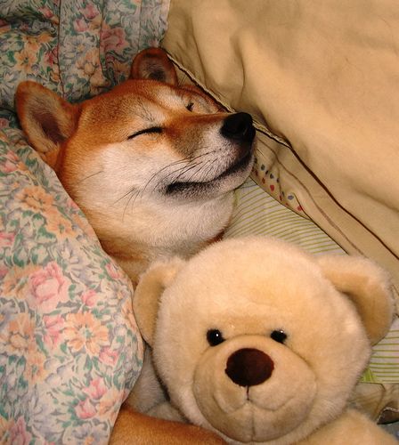 Shiba Inu soundly sleeping on the bed with its teddy bear stuffed toy
