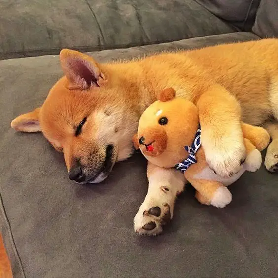 Shiba Inu lying on its side sleeping on the couch with its stuffed toy