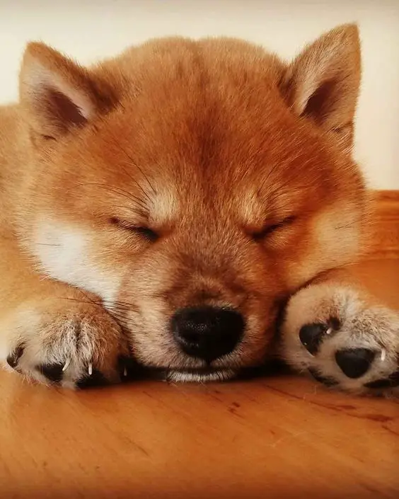 Shiba Inu puppy sleeping on the floor