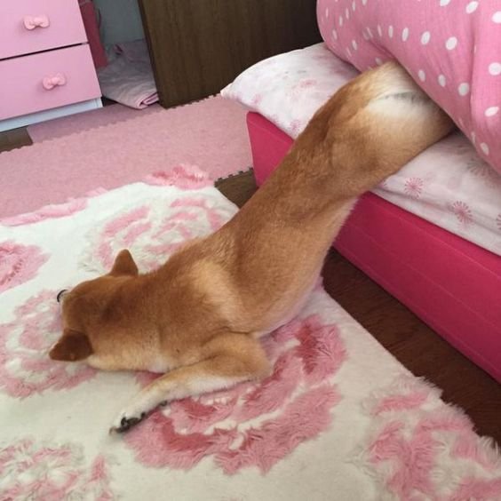 Shiba Inu falling from its bed while sleeping