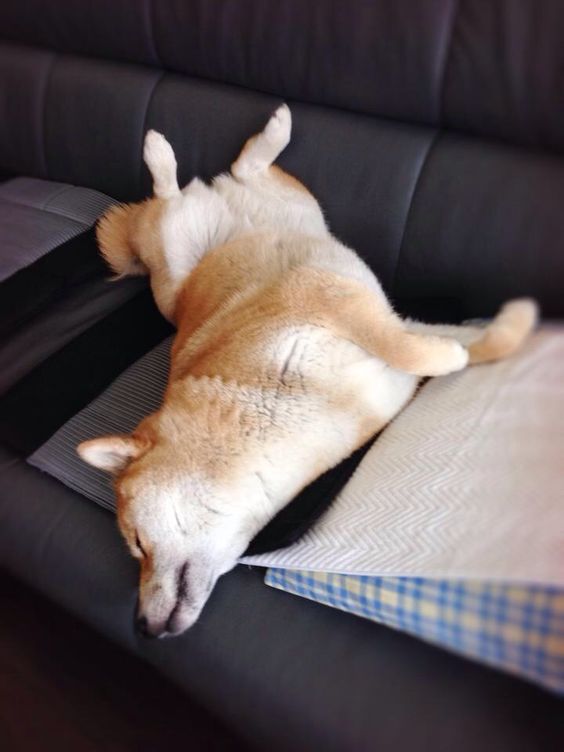 Shiba Inu lying on its back sleeping on the couch