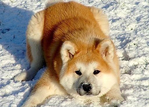 Akita Inu lying in the snow