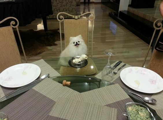 Pomeranian sitting on the chair across the dinner table