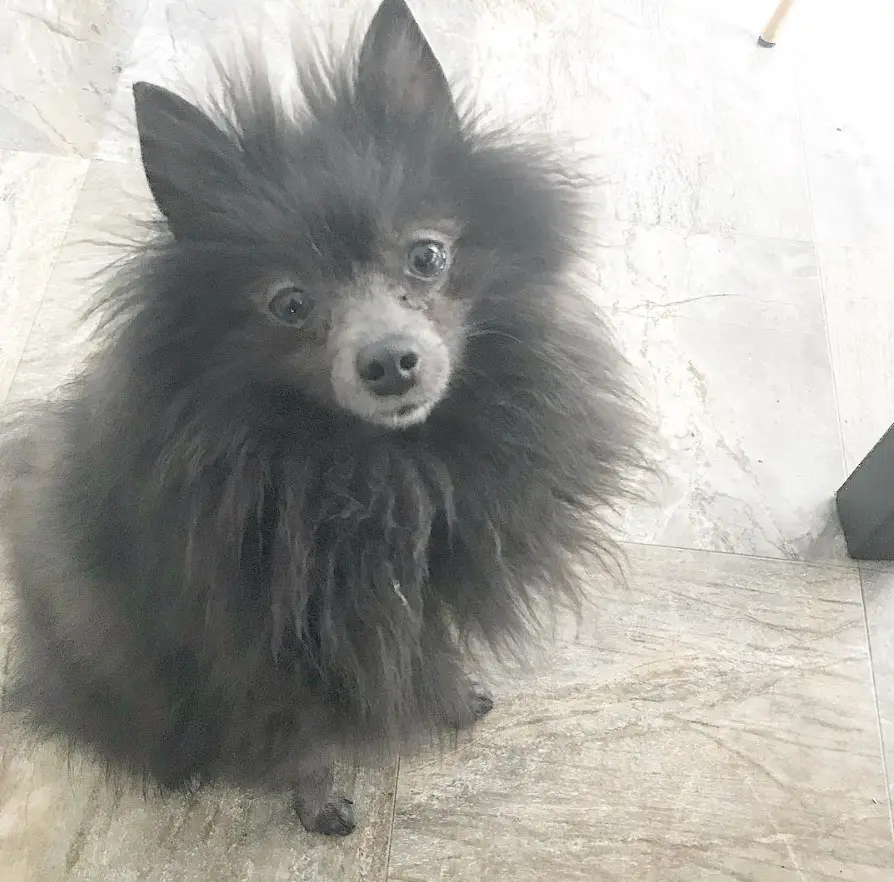 Pomeranian sitting on the floor while staring with its sad eyes