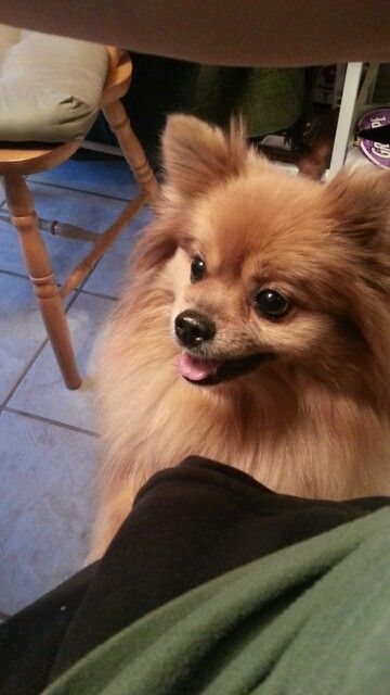 Pomeranian sitting under the table with its begging face