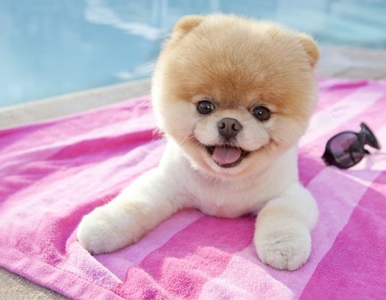 Pomeranian lying on the table by the pool while smiling
