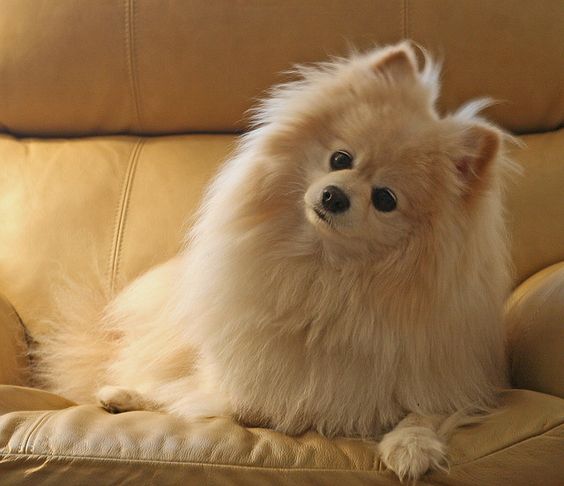 Pomeranian lying on the couch while tilting its head