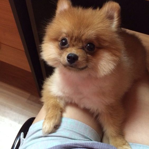 Pomeranian puppy lying on top of the legs of a woman while staring with its begging face