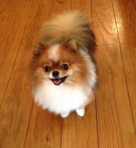 Pomeranian standing on the floor while smiling