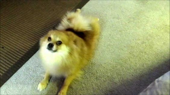 Pomeranian sitting on the floor while looking up