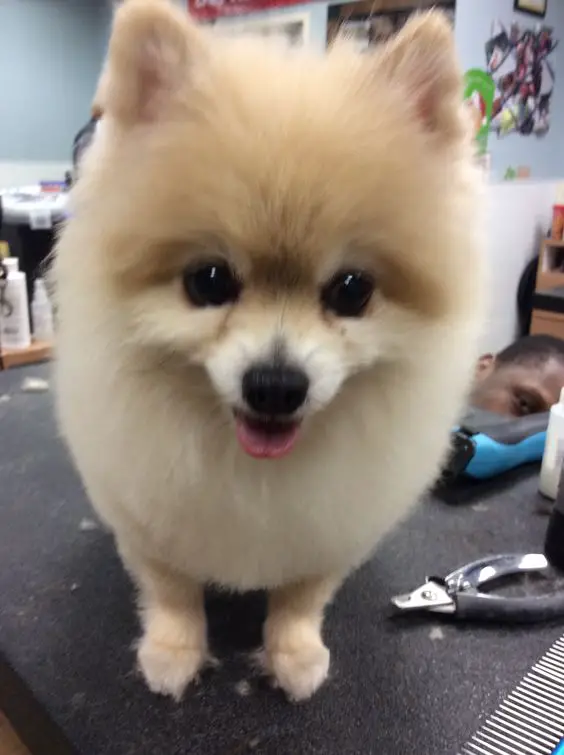 Pomeranian standing on top of the grooming table with its happy face