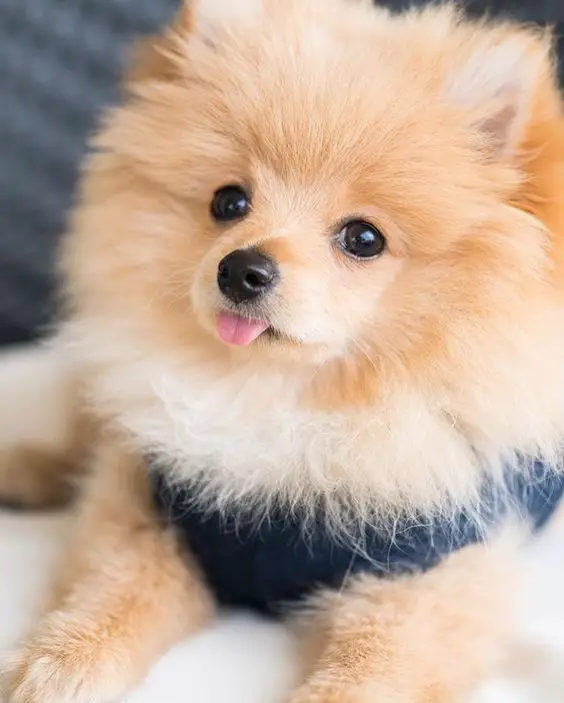 Pomeranian lying on the bed while sticking its tongue out