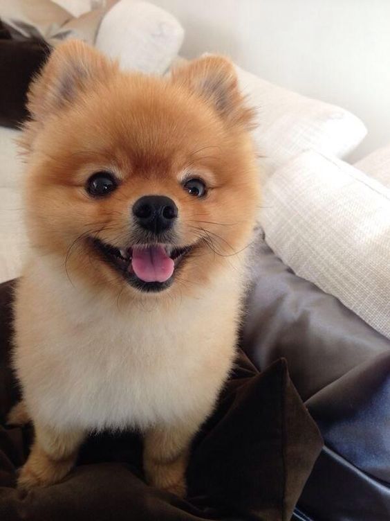 Pomeranian sitting on the bed while smiling